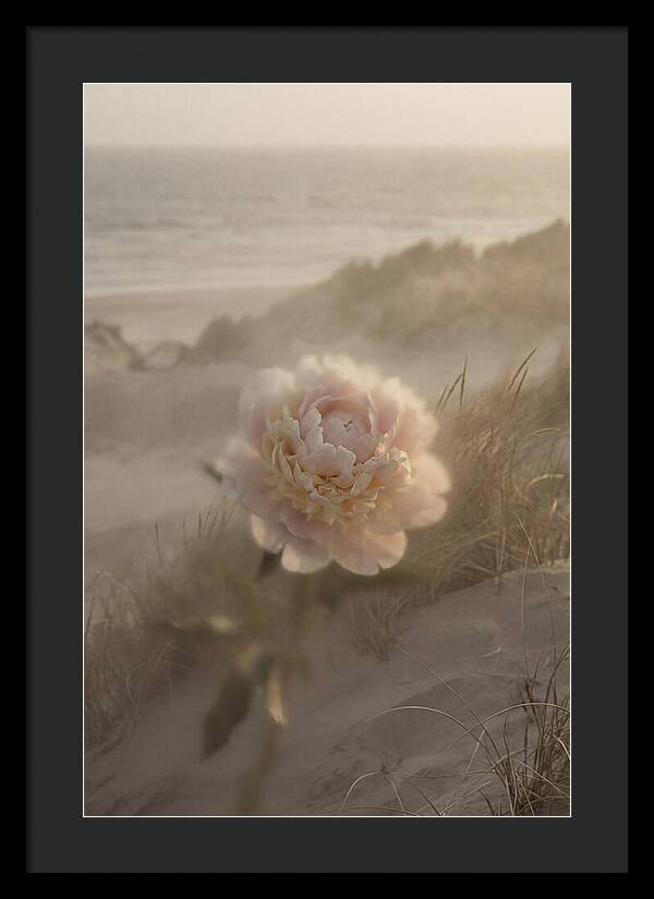 Peony In Soft Focus