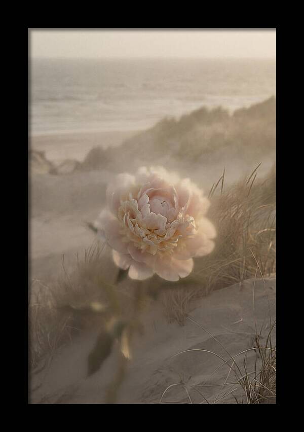 Peony In Soft Focus