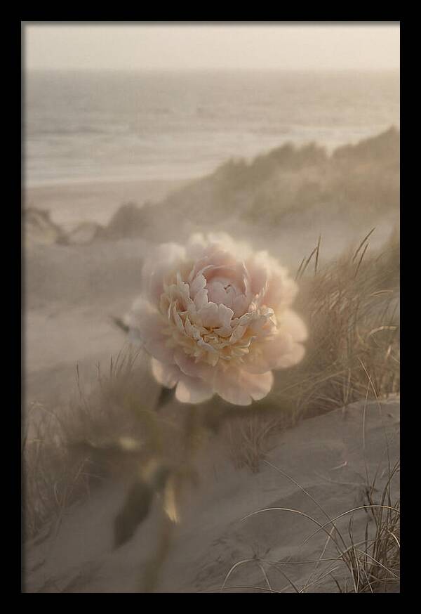 Peony In Soft Focus