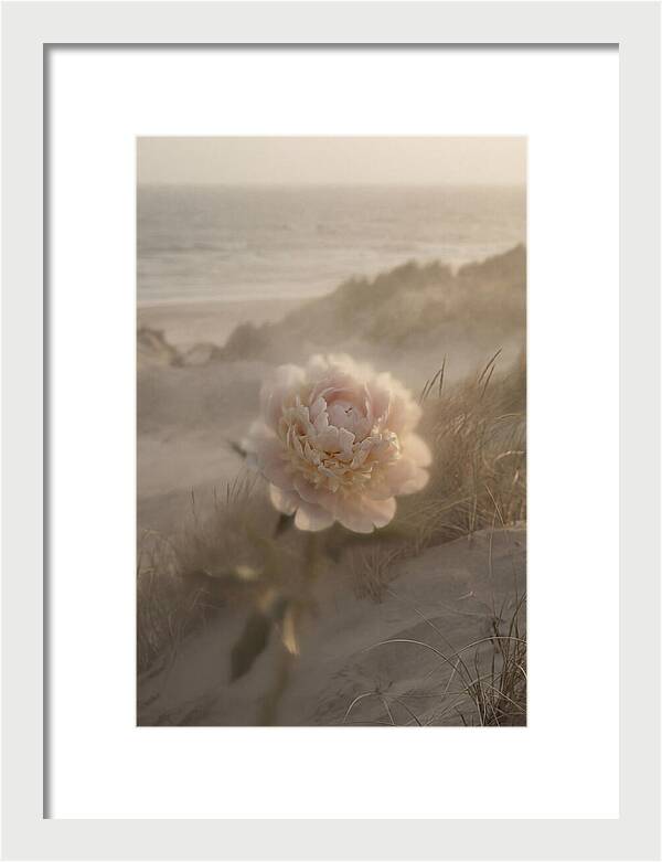 Peony In Soft Focus