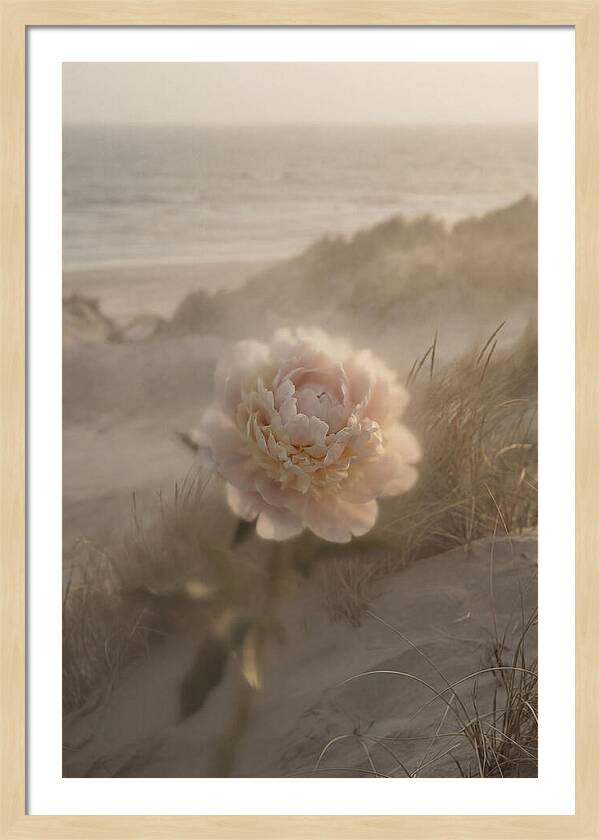 Peony In Soft Focus