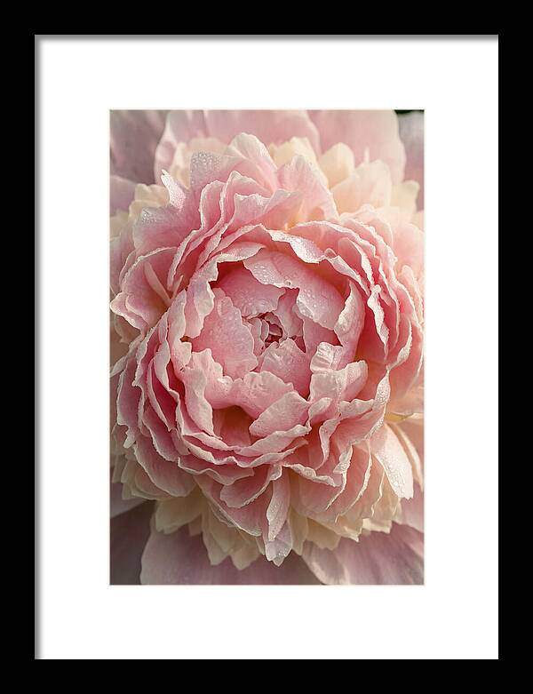 Peony Unfolding