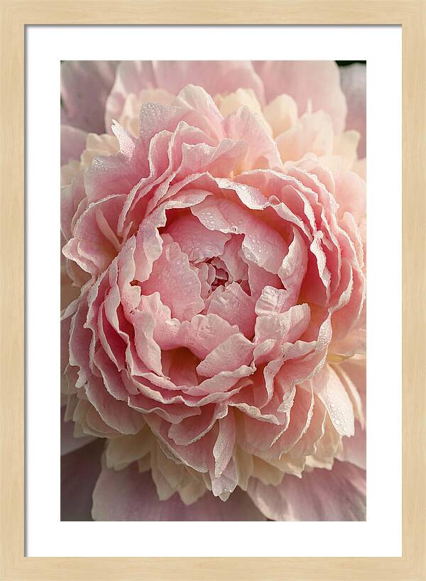 Peony Unfolding