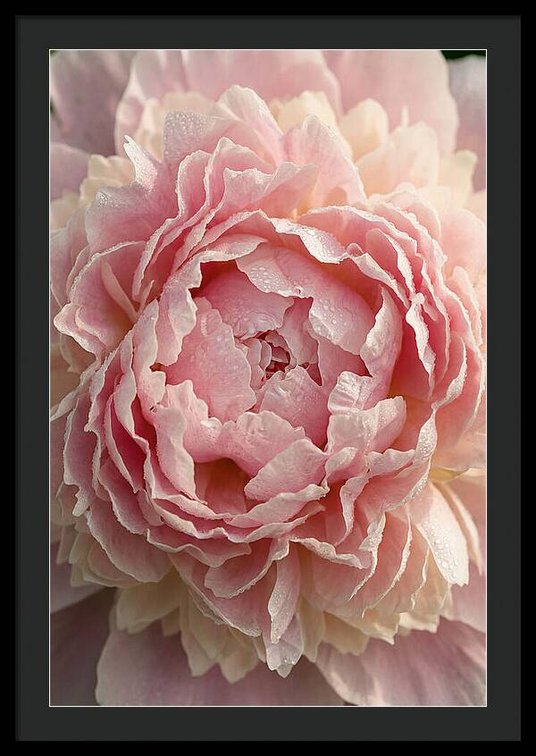 Peony Unfolding