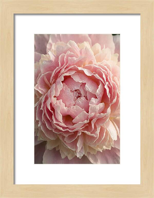 Peony Unfolding