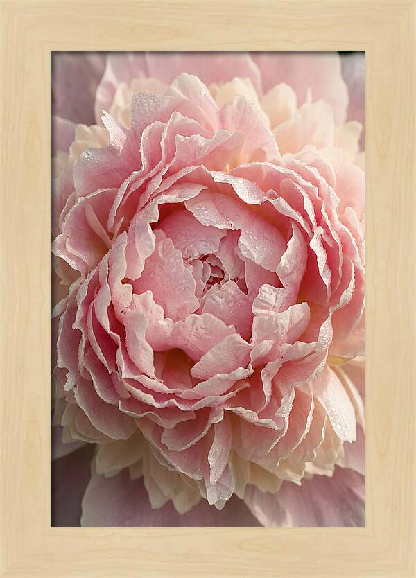 Peony Unfolding