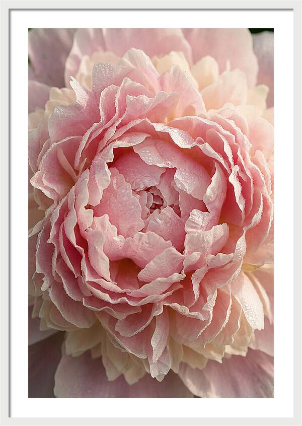 Peony Unfolding