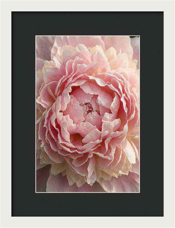 Peony Unfolding