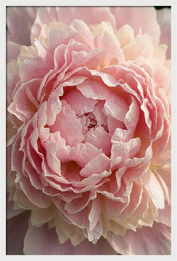 Peony Unfolding