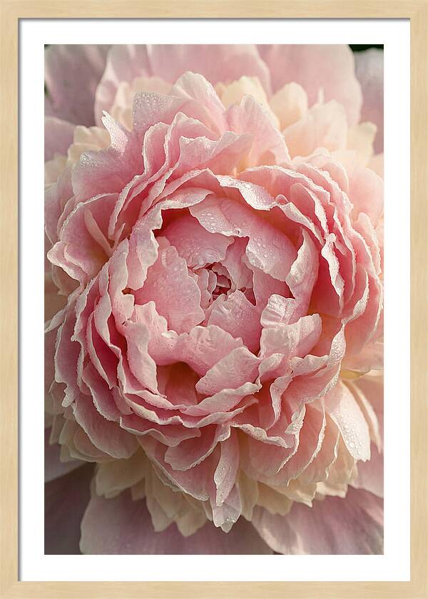 Peony Unfolding