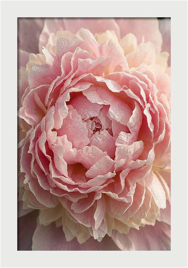Peony Unfolding