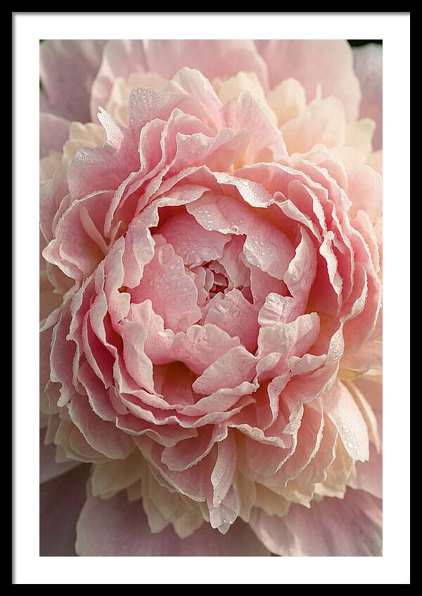 Peony Unfolding