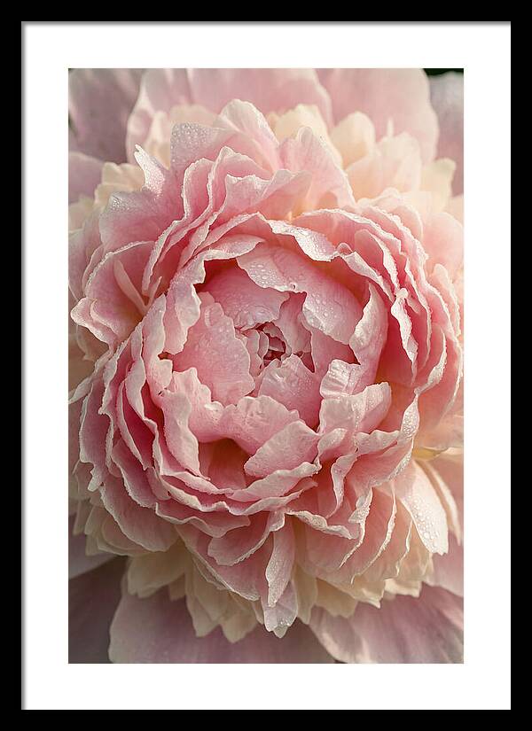 Peony Unfolding