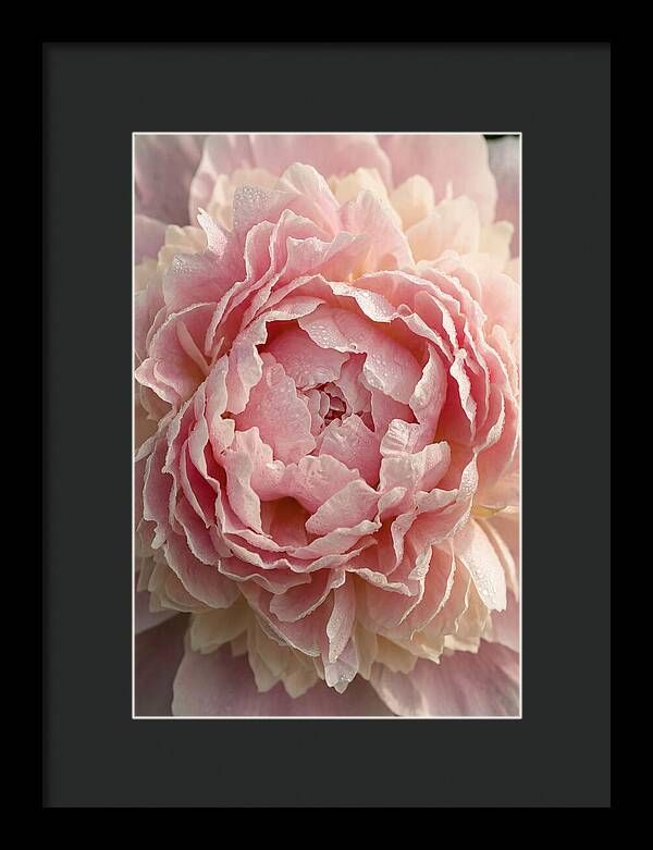 Peony Unfolding