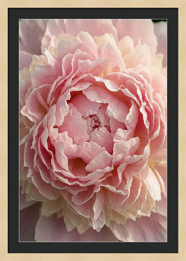 Peony Unfolding