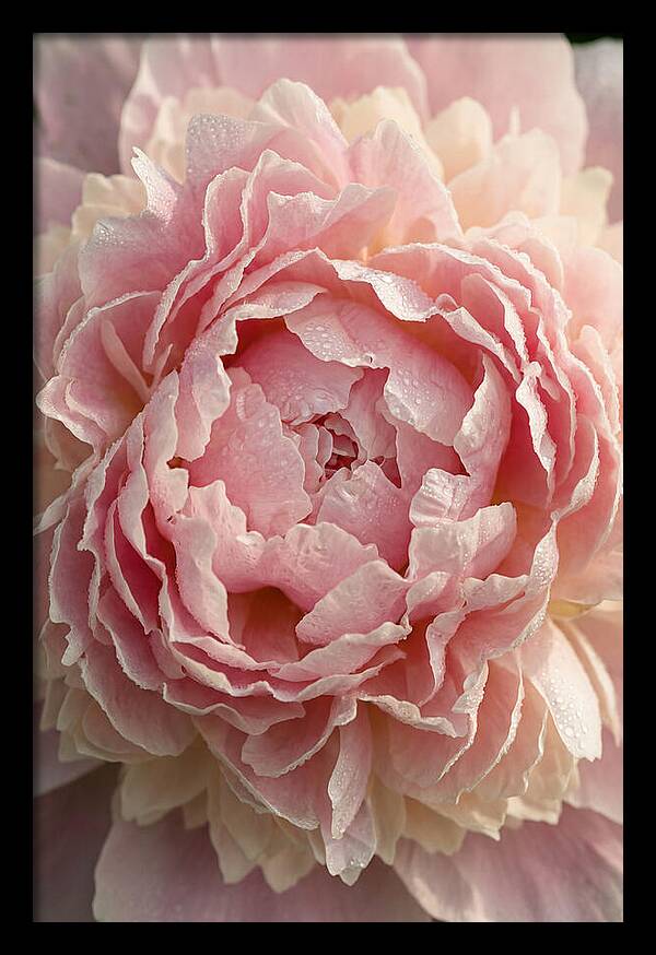 Peony Unfolding