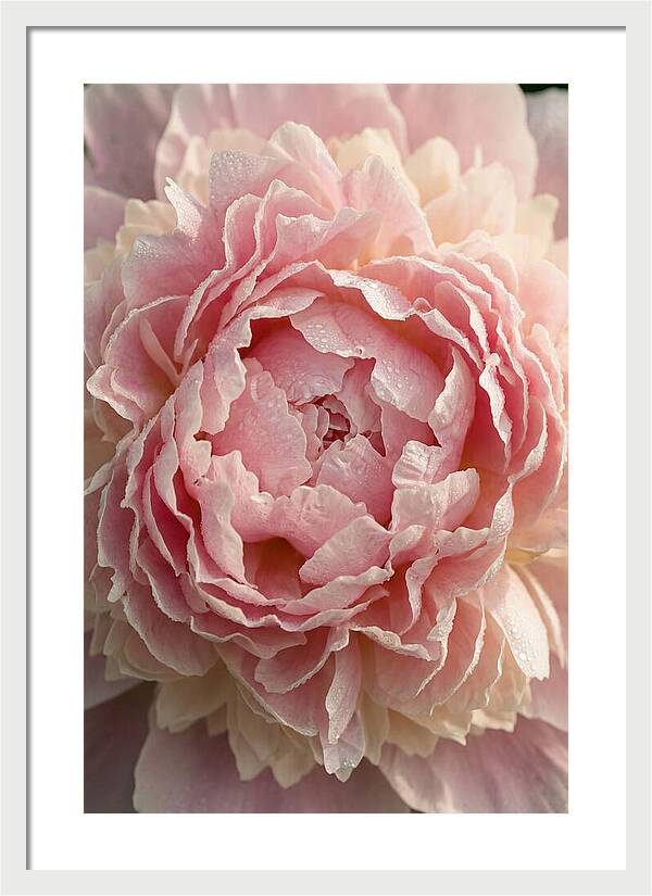 Peony Unfolding