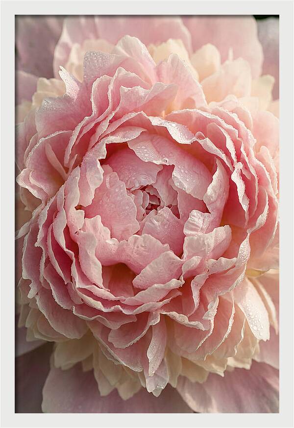 Peony Unfolding