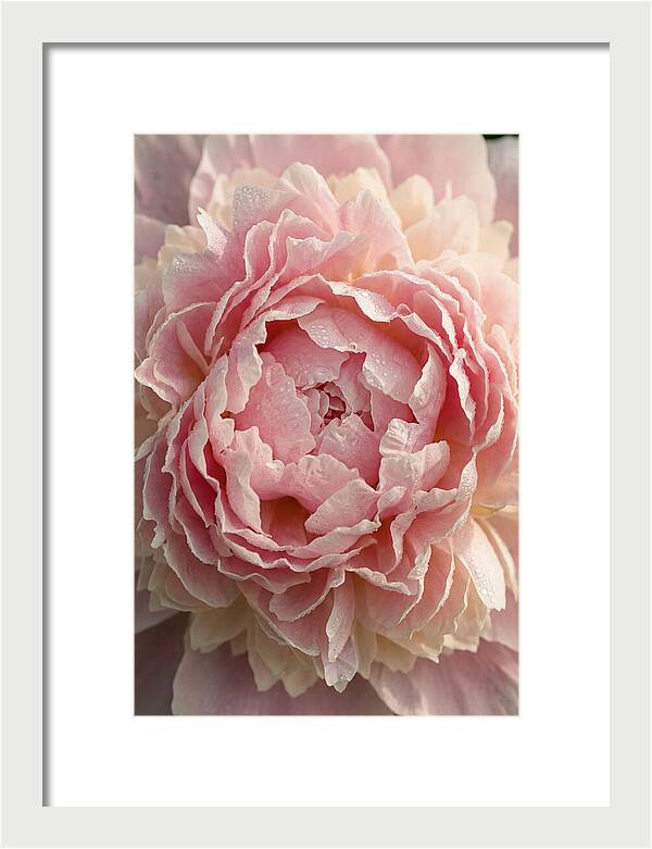 Peony Unfolding