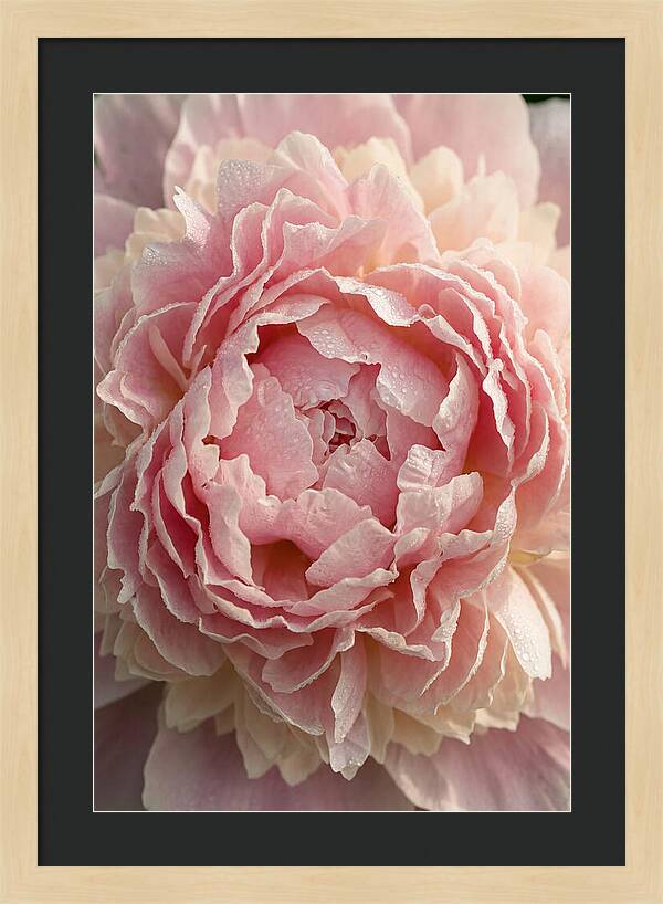 Peony Unfolding
