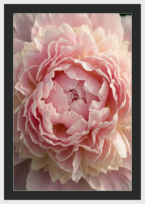Peony Unfolding