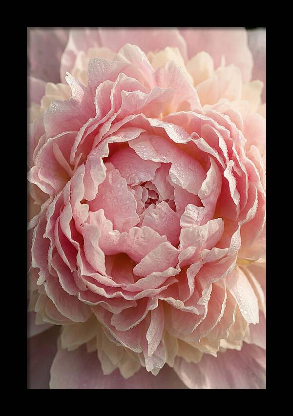 Peony Unfolding