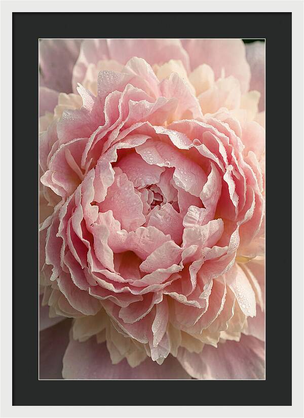 Peony Unfolding