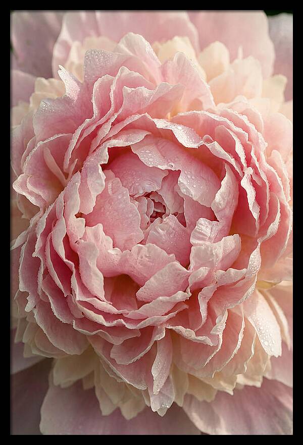 Peony Unfolding