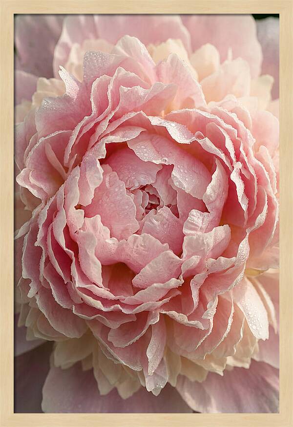 Peony Unfolding