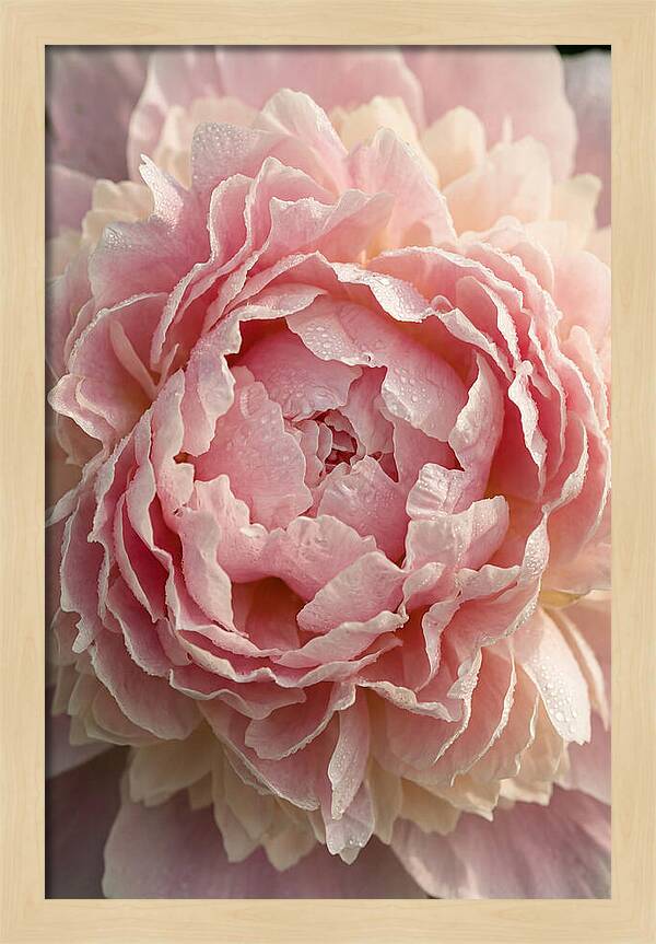 Peony Unfolding