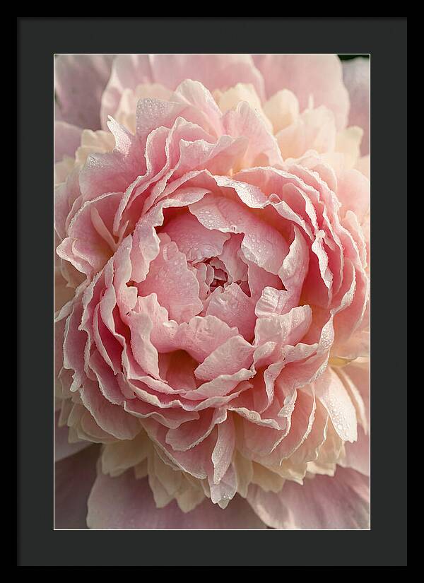 Peony Unfolding