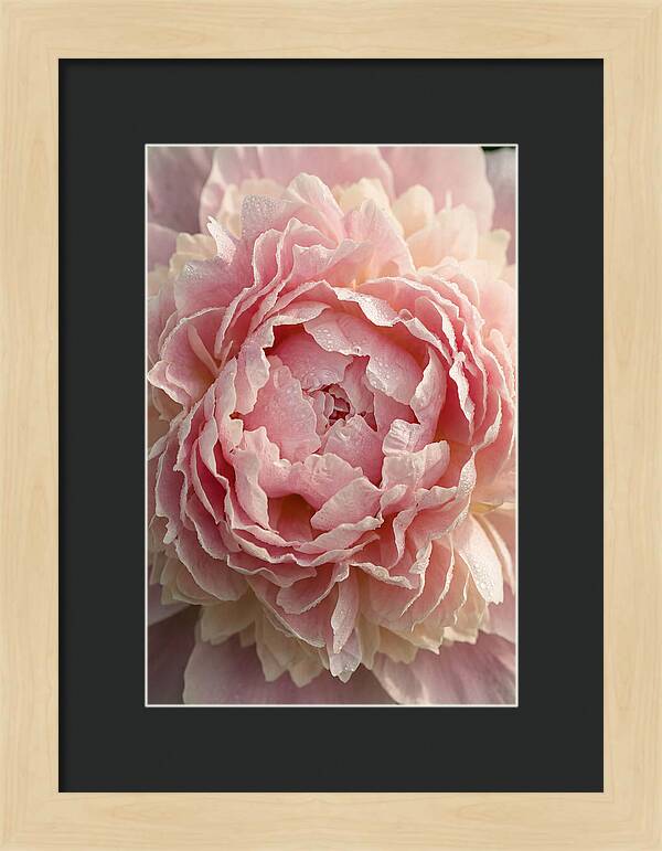 Peony Unfolding