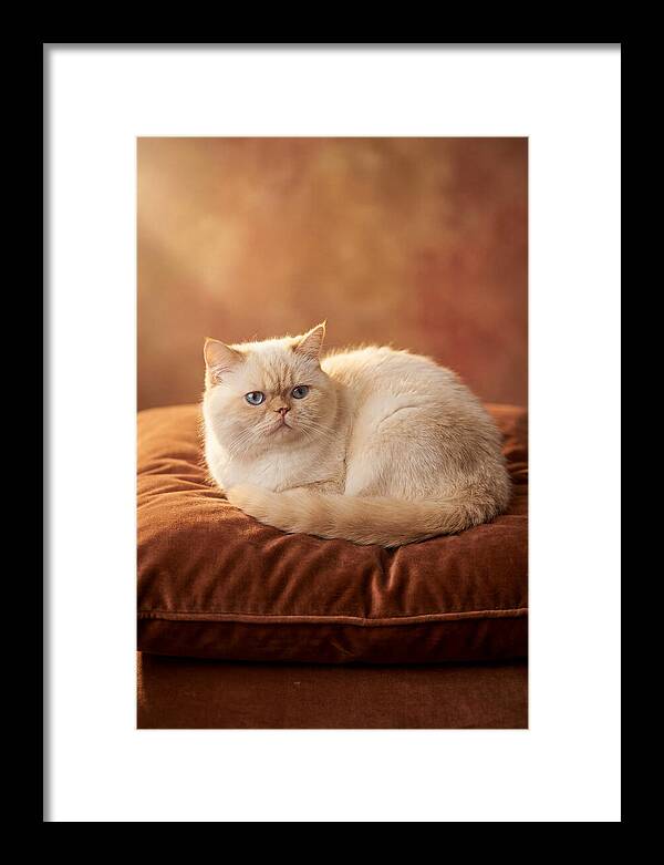 Persian Cat On Velvet Cushion