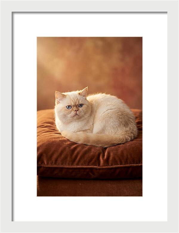 Persian Cat On Velvet Cushion