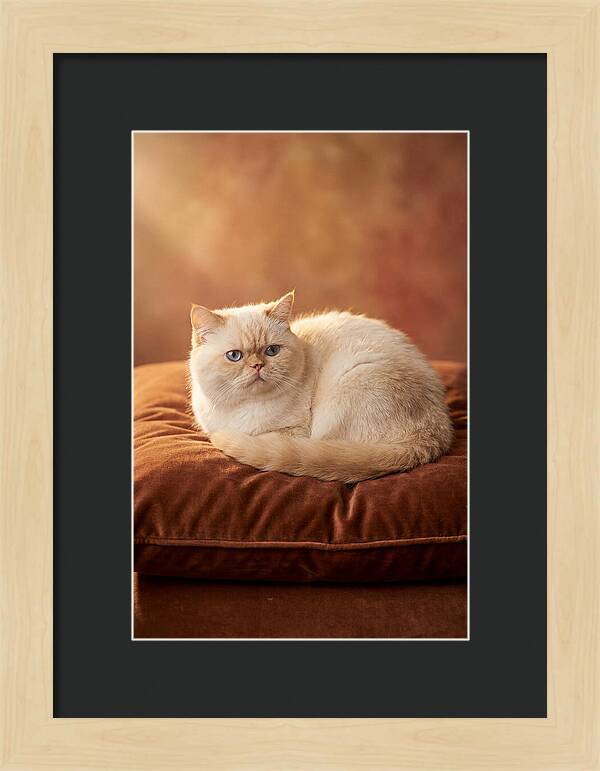 Persian Cat On Velvet Cushion
