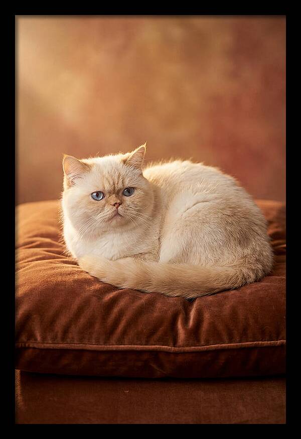 Persian Cat On Velvet Cushion