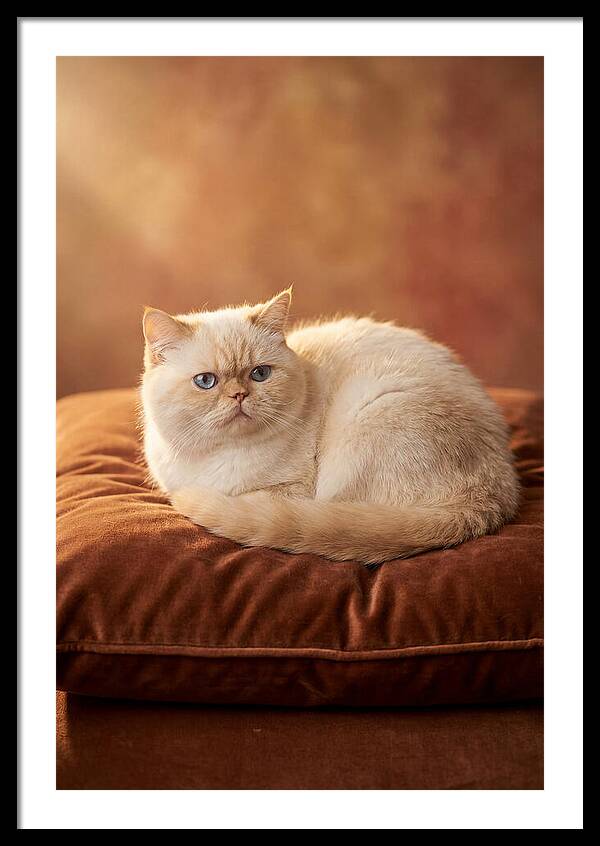 Persian Cat On Velvet Cushion