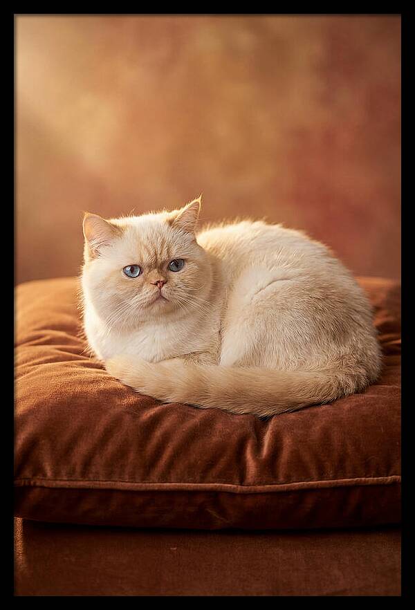 Persian Cat On Velvet Cushion