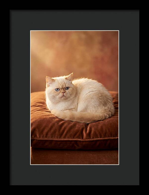 Persian Cat On Velvet Cushion