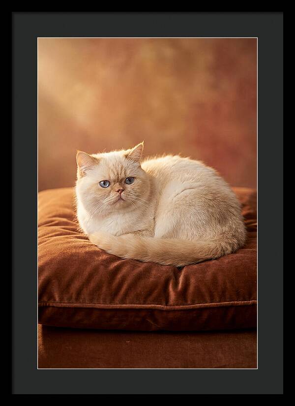 Persian Cat On Velvet Cushion