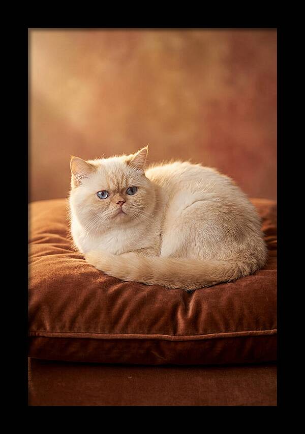 Persian Cat On Velvet Cushion