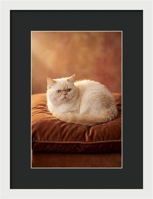Persian Cat On Velvet Cushion