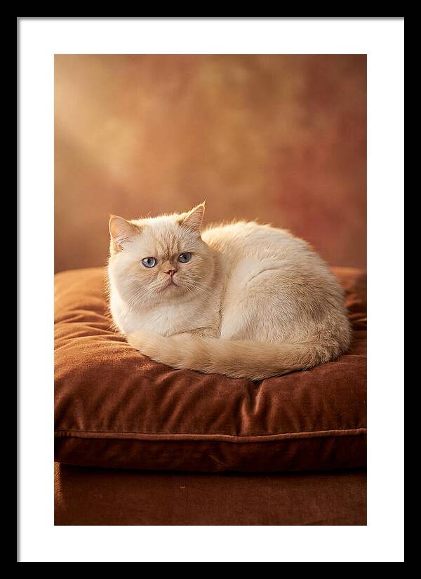 Persian Cat On Velvet Cushion