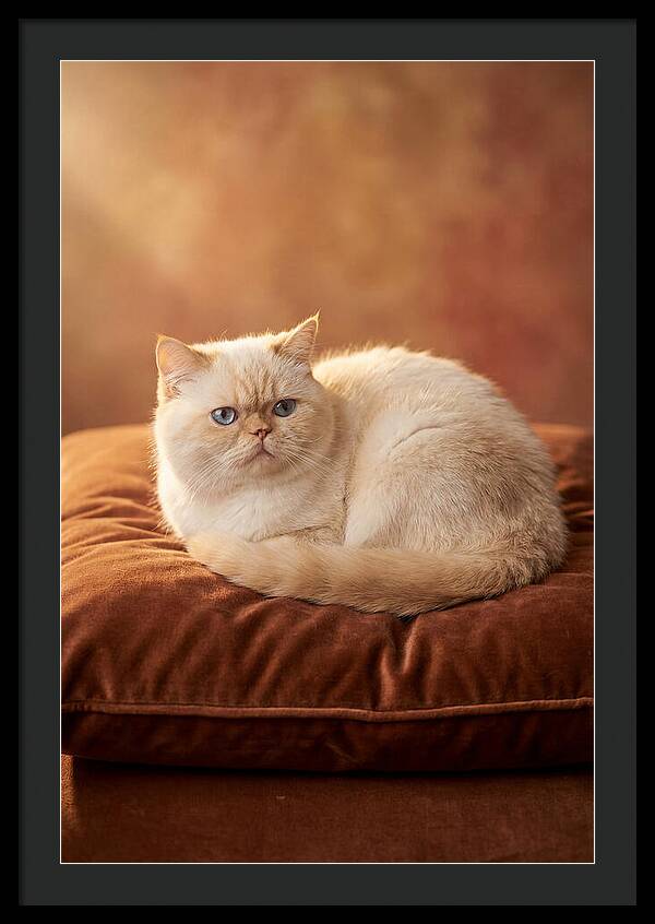 Persian Cat On Velvet Cushion