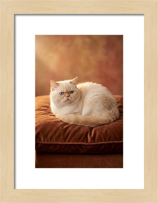 Persian Cat On Velvet Cushion
