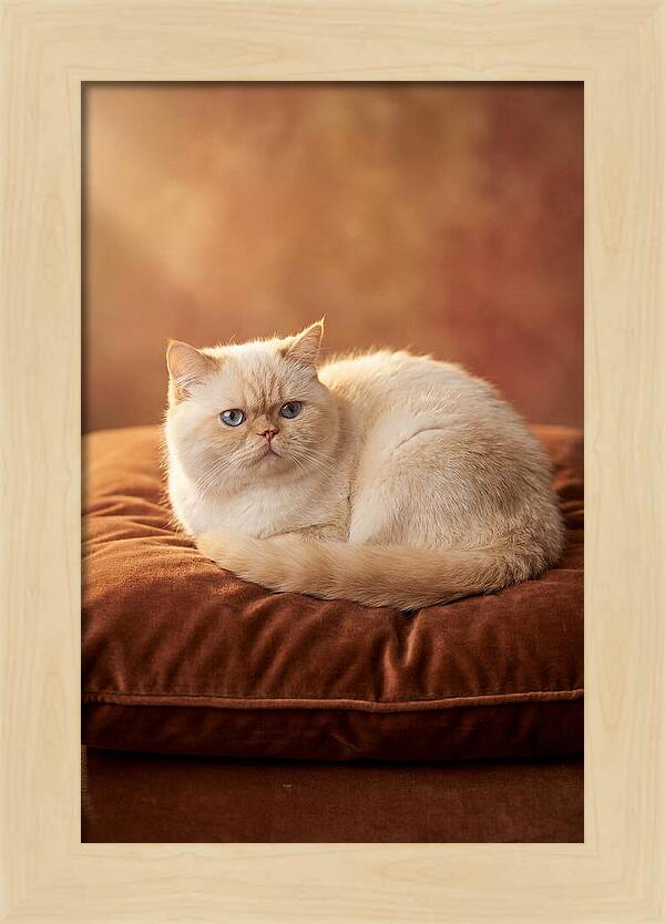 Persian Cat On Velvet Cushion