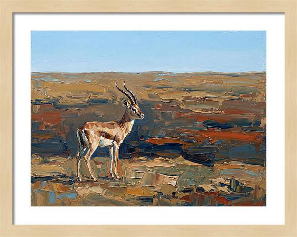 Persian Gazelle In Natural Habitat