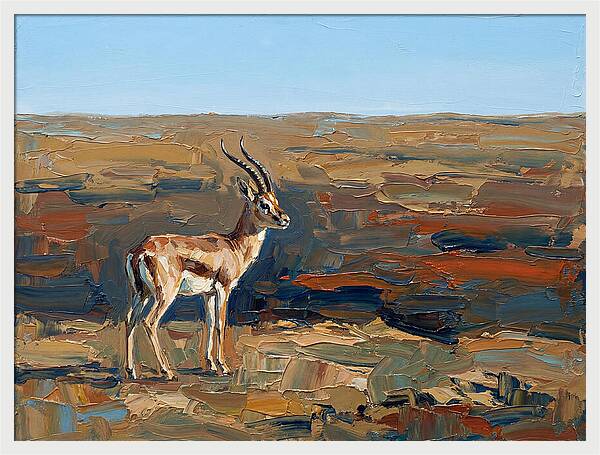 Persian Gazelle In Natural Habitat