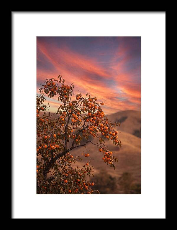 Persimmon Tree At Dusk