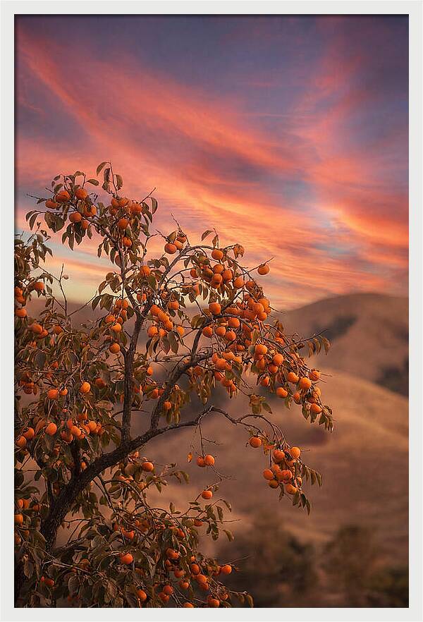 Persimmon Tree At Dusk